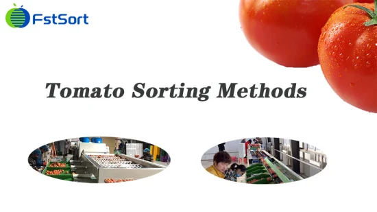 Máquina clasificadora clasificadora clasificadora del clasificador del tomate de la mandarina de la mandarina de la verdura de la fruta