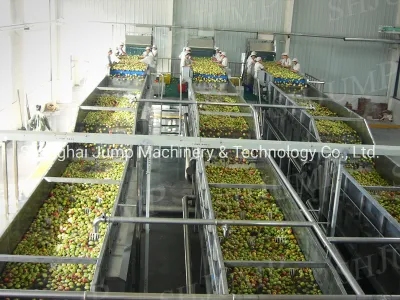 Máquinas de lavado y clasificación de frutas frescas Máquinas de línea completa de clasificación de frutas en condiciones de trabajo increíbles y de alta velocidad