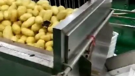1200 kg/h Peladora automática de patatas, verduras y frutas