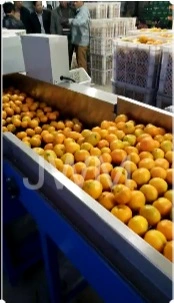 Clasificador automático de fruta, manzana, aguacate, limón, naranja, melocotón, máquina clasificadora